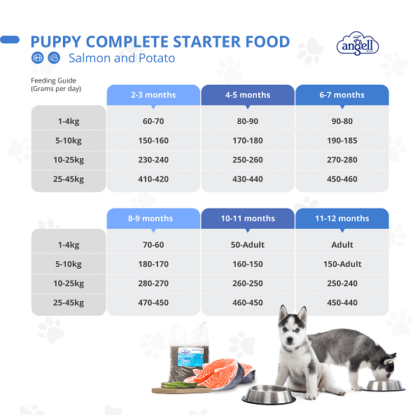 what is the feeding schedule for a puppy